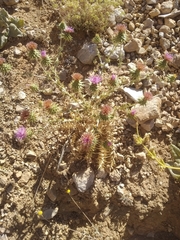 Cousinia hermonis