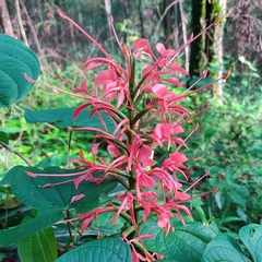 Hedychium