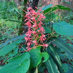 Hedychium