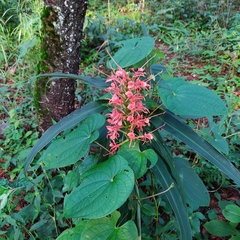 Hedychium