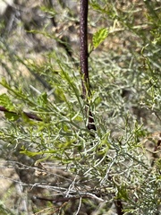 Xylothamia diffusa