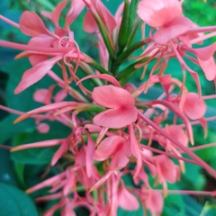 Hedychium