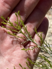 Xylothamia diffusa