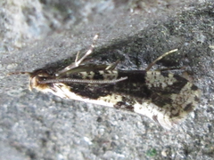 Morophagoides moriutii