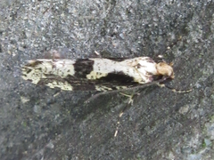 Morophagoides moriutii