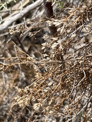 Xylothamia diffusa