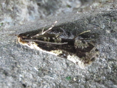 Morophagoides moriutii