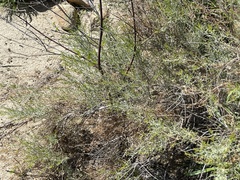 Xylothamia diffusa