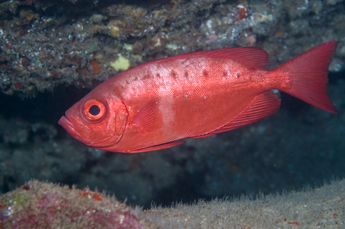 Hawaiian Bigeye (Priacanthus meeki) · iNaturalist