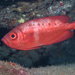 Hawaiian Bigeye - Photo (c) David R, some rights reserved (CC BY-NC), uploaded by David R