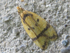 Periacma delegata