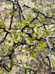 Haematoxylum brasiletto