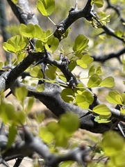 Haematoxylum brasiletto