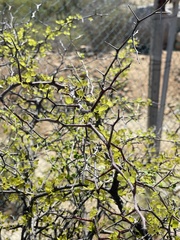 Haematoxylum brasiletto