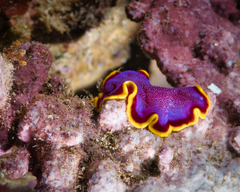 Pseudoceros ferrugineus