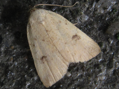 Anachrostis nigripunctalis