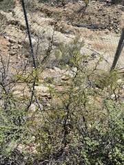 Haematoxylum brasiletto