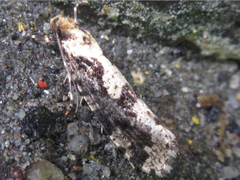 Morophagoides moriutii