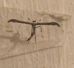 Anstenoptilia
