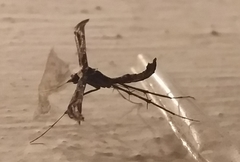 Anstenoptilia