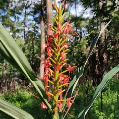 Hedychium coccineum