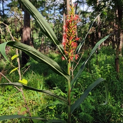 Hedychium coccineum