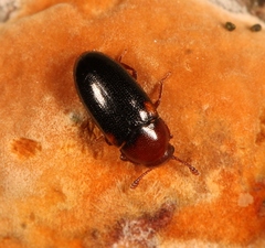 Dacne bipustulata
