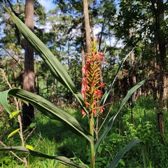 Hedychium coccineum