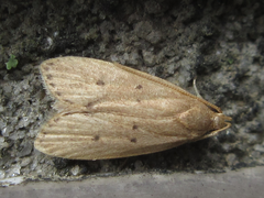 Brachmia modicella