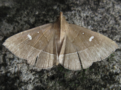 Cidariplura gladiata