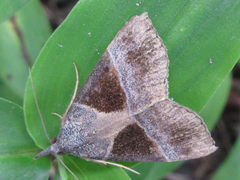 Hypena trigonalis