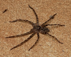 Heteropoda renibulbis