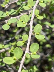 Euphorbia magdalenae