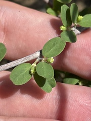 Euphorbia magdalenae