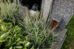 Arrhenatherum elatius bulbosum