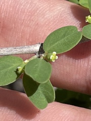 Euphorbia magdalenae