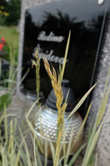 Arrhenatherum elatius bulbosum