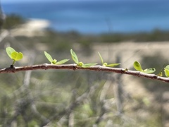 Euphorbia magdalenae