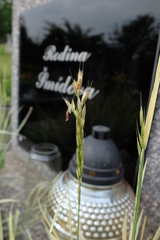 Arrhenatherum elatius bulbosum