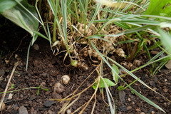 Arrhenatherum elatius bulbosum