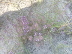 Thymus borysthenicus