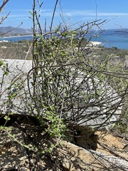 Euphorbia magdalenae