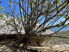 Euphorbia magdalenae