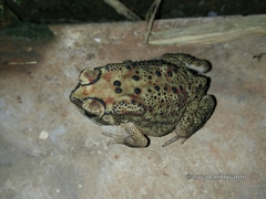 Duttaphrynus melanostictus