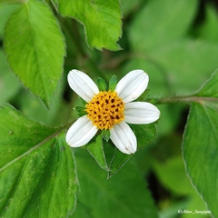 Bidens pilosa
