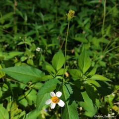 Bidens pilosa