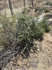 Euphorbia magdalenae