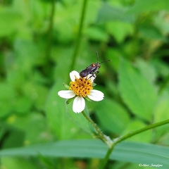 Bidens pilosa