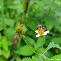 Bidens pilosa