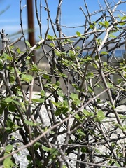 Euphorbia magdalenae